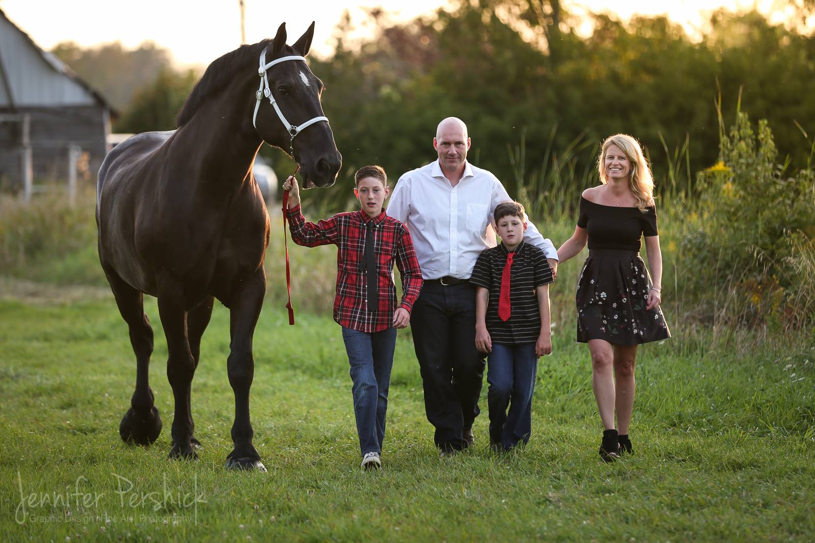 percheron; pana-len percherons; draft horse; heavy horse; greg bourbonnais; paul bourbonnais; gelding; geldings; heavy horses; north american six horse hitch class series